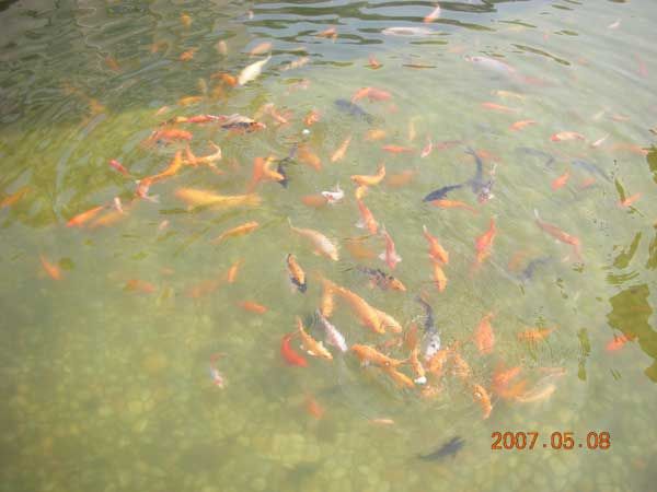 鱼池